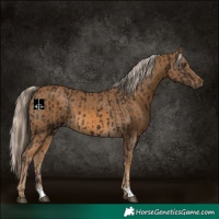 Horse Color:Liver Chestnut  and Chocolate Palomino 