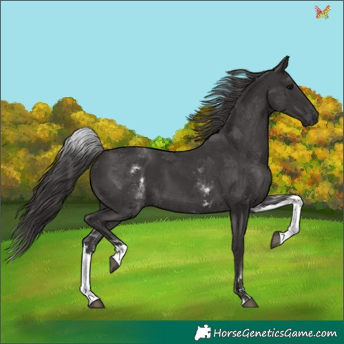 Horse Color:White Spotted Smoky Black 