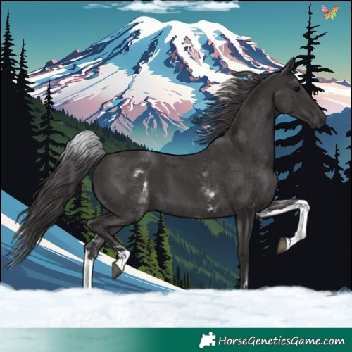 Horse Color:White Spotted Smoky Black 