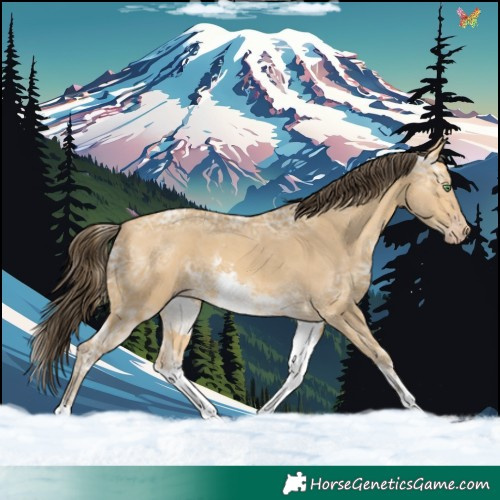 Horse Color:White Spotted Sable Cream Champagne Ice 