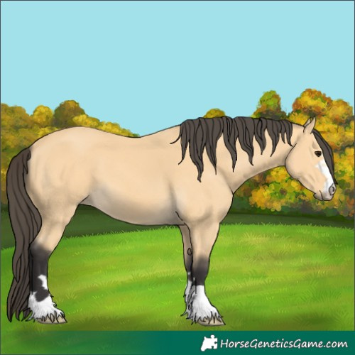 Horse Color:Buckskin 