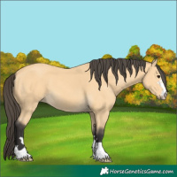 Horse Color:Buckskin 