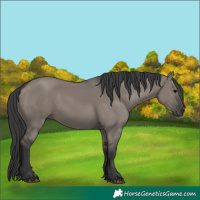 Horse Color:Grullo 