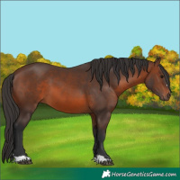 Horse Color:Brown 