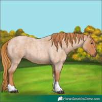 Horse Color:Red Roan Tobiano 