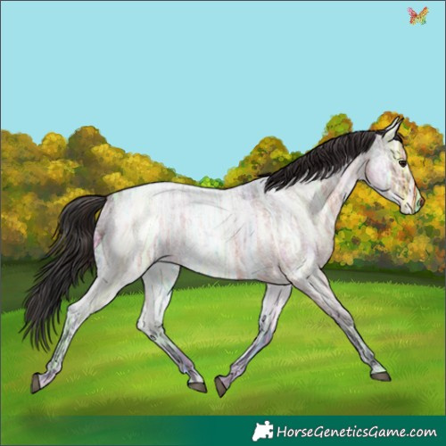 Horse Color:Brown Ice Roan 