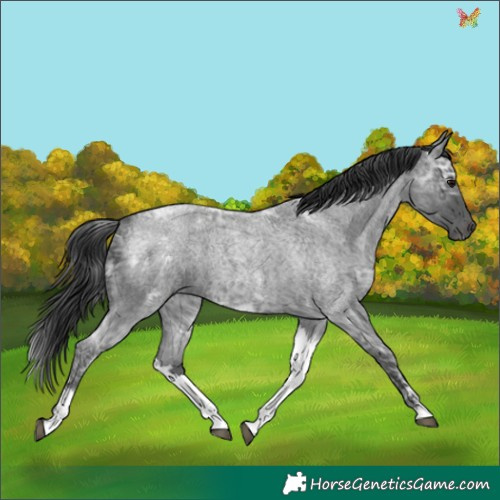 Horse Color:White Spotted Blue Ice Roan 