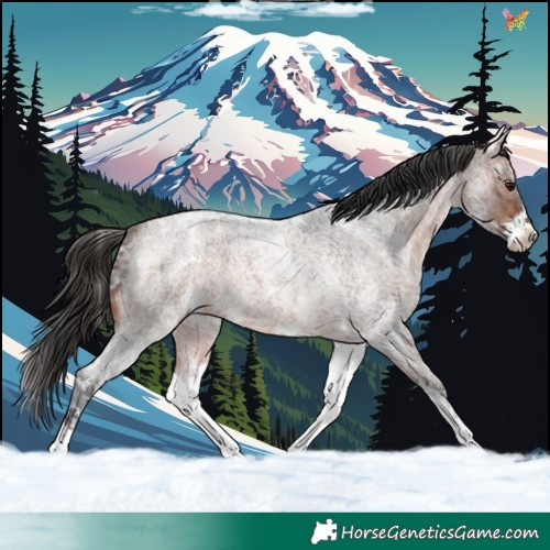 Horse Color:White Spotted Brown Ice Roan 