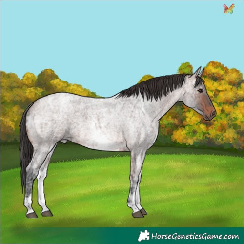 Horse Color:White Spotted Brown Ice Roan 