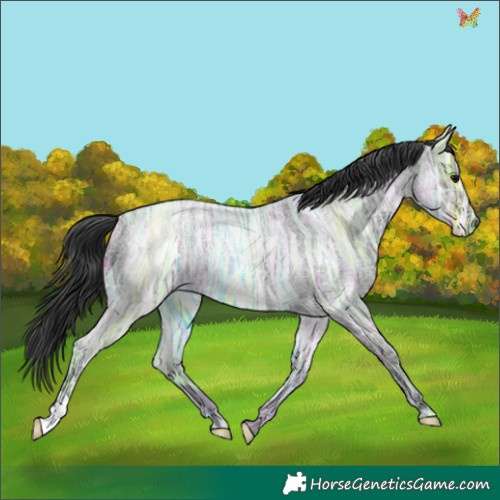 Horse Color:Blue Ice Roan 