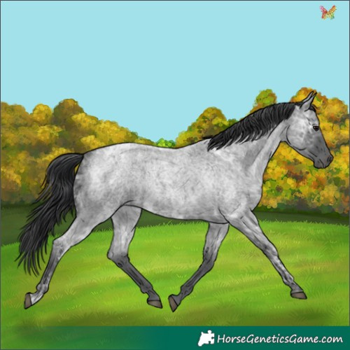 Horse Color:Blue Ice Roan
