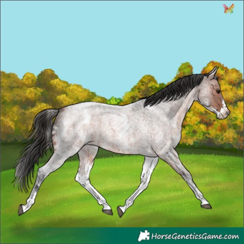 Horse Color:White Spotted Brown Ice Roan 