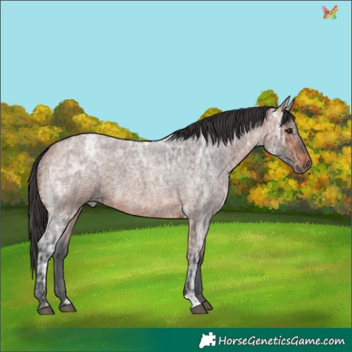 Horse Color:Bay Ice Roan 