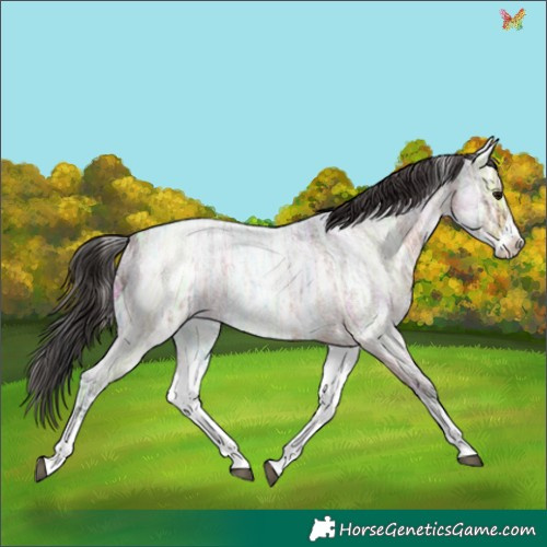 Horse Color:White Spotted Brown Ice Roan 