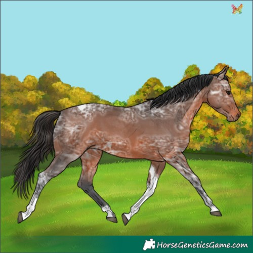 Horse Color:Brown Ice Tobiano