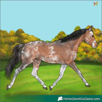 Horse Color:White Spotted Bay Ice Tobiano