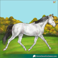 Horse Color:White Spotted Bay Ice Roan