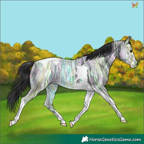 Horse Color:Black Ice Tobiano 