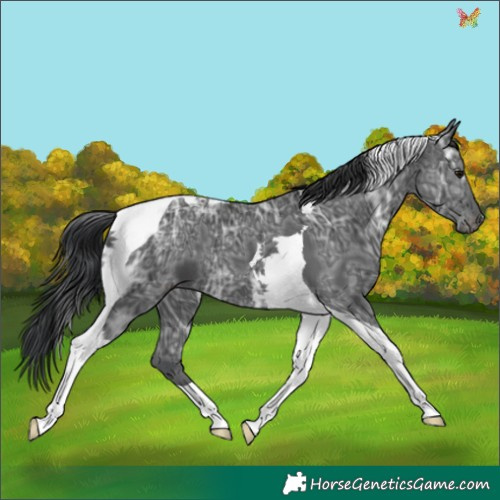 Horse Color:Black Ice Tobiano