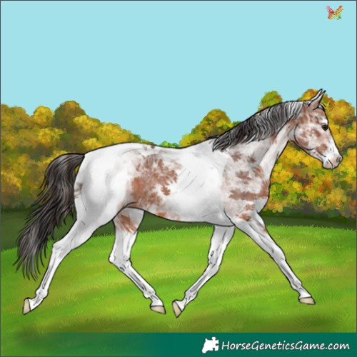 Horse Color:White Spotted Bay Ice Tobiano 