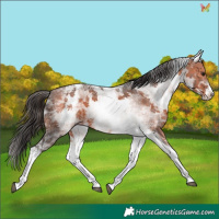 Horse Color:White Spotted Bay Ice Tobiano