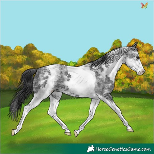 Horse Color:White Spotted Black Ice Tobiano