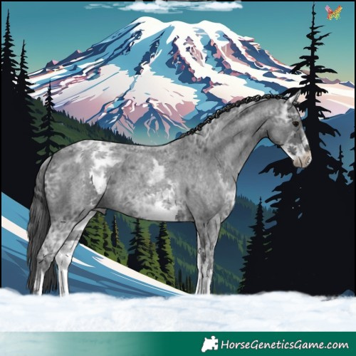 Horse Color:White Spotted Blue Ice Roan 