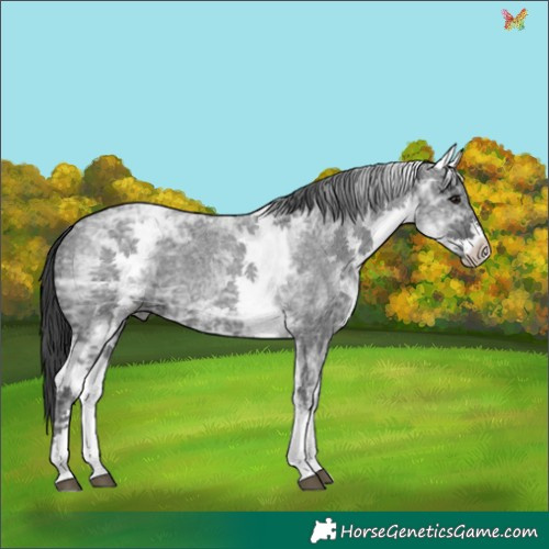 Horse Color:White Spotted Blue Ice Roan 