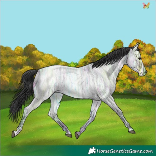 Horse Color:Blue Ice Roan