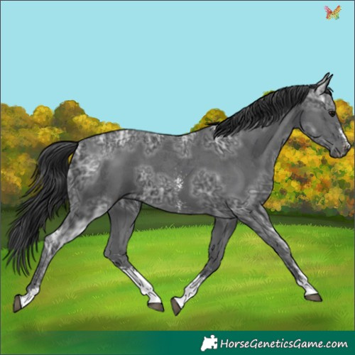 Horse Color:Black Ice Sabino 