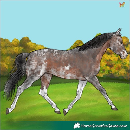 Horse Color:White Spotted Brown Ice