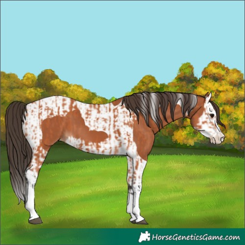 Horse Color:Bay Splash Tobiano Appaloosa  and Bay Splash Tobiano Appaloosa 