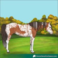 Horse Color:Bay Splash Tobiano Appaloosa  and Bay Splash Tobiano Appaloosa 