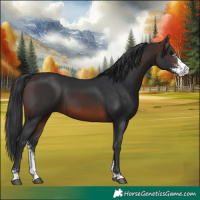 Horse Color:Brown Sabino