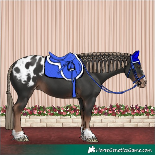 Horse Color:Liver Chestnut Appaloosa 
