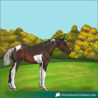 Horse Color:Silver Brown Tobiano 