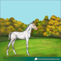 Horse Color:White Spotted Silver Buckskin Roan Appaloosa