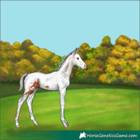 Horse Color:White Spotted Silver Bay Splash Tobiano Appaloosa 