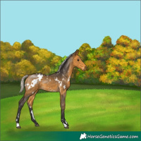 Horse Color:White Spotted Silver Buckskin 