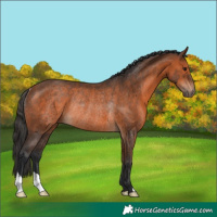Horse Color:Bay Rabicano 