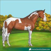 Horse Color:Silver Bay Sabino Splash Tobiano Varnish Rabicano 
