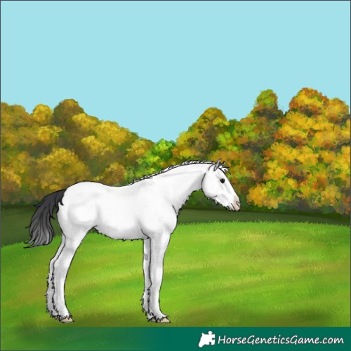 Horse Color:White Spotted Black Splash 