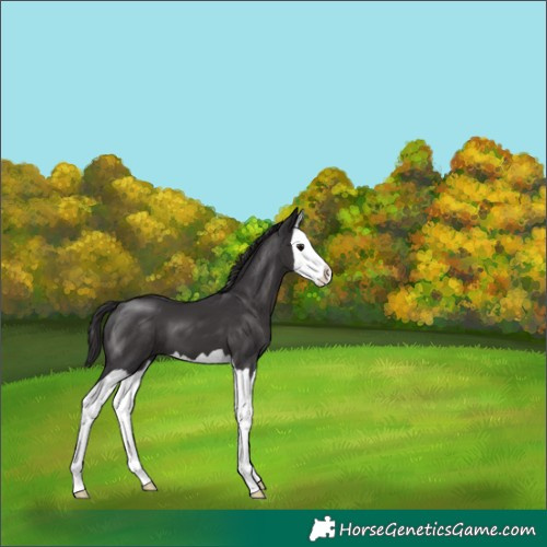 Horse Color:Smoky Black Splash 