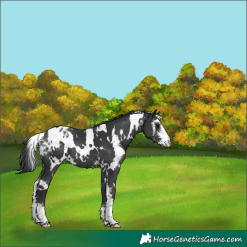 Horse Color:White Spotted Black Sabino Appaloosa 