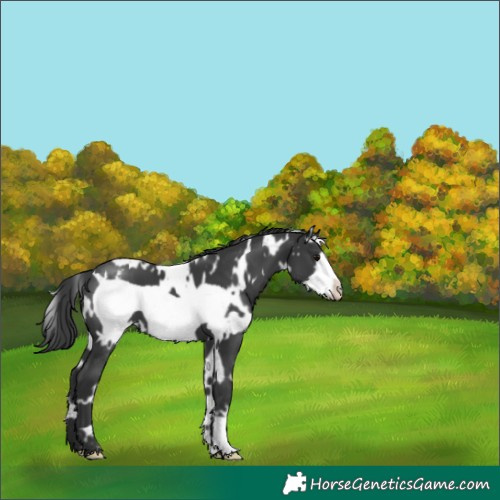 Horse Color:White Spotted Black Frame Appaloosa 