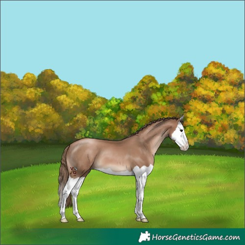 Horse Color:Black Pearl Splash 