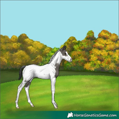 Horse Color:Grullo Tobiano Frame Rabicano 