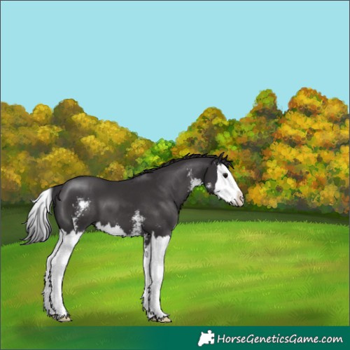 Horse Color:Smoky Black Sabino Splash 
