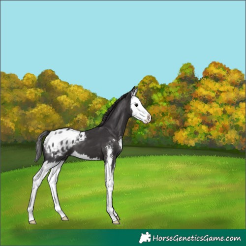 Horse Color:Smoky Black Sabino Splash Appaloosa 