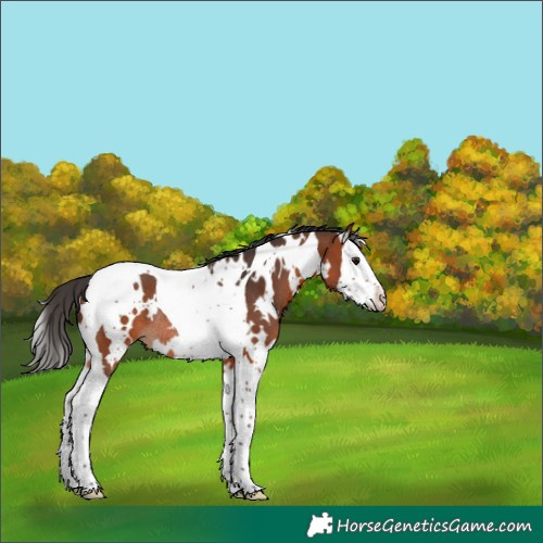 Horse Color:White Spotted Bay Splash Tobiano Rabicano 